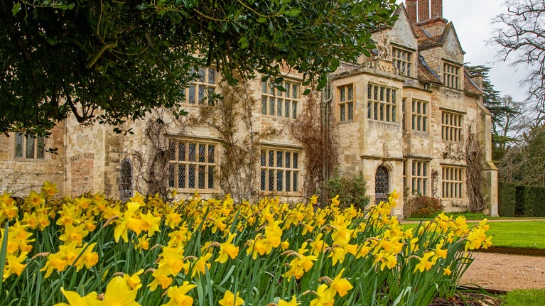 A cluster of daffodils in front of the house at Anglesey Abbey. A side view of the front of the house and the front lawn.